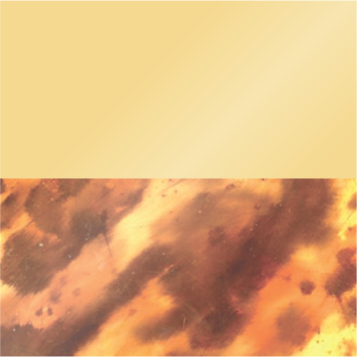 Golden Hour and Honeyed Tortoise