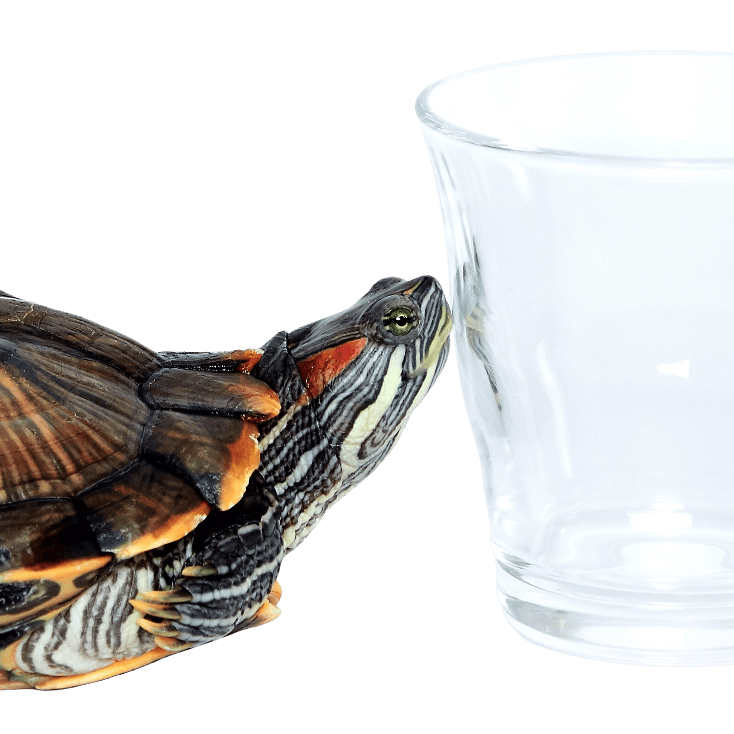 Rocket MTO P3 Classic Crystal & Blonde Tortoise with Brown Polarized Lenses (Tortoise and Crystal)